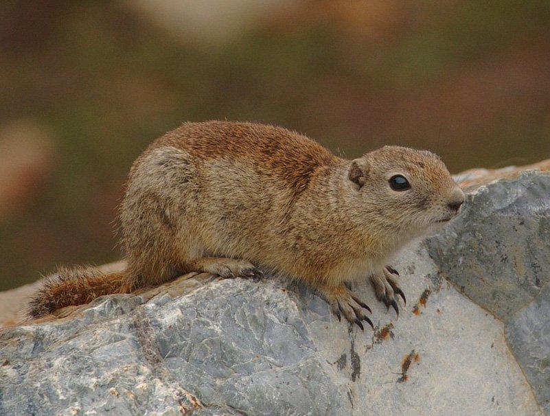 Belding's Ground Squirrel from Yosemite National Park, California. Photo posted to Wikipedia by Yathin S Krishnappa.