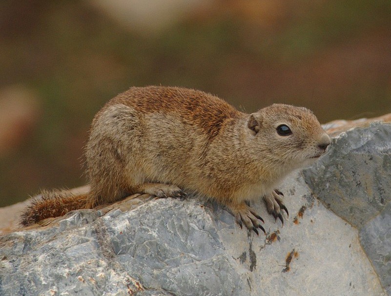Belding's Ground Squirrel from Yosemite National Park, California. Photo posted to Wikipedia by Yathin S Krishnappa.