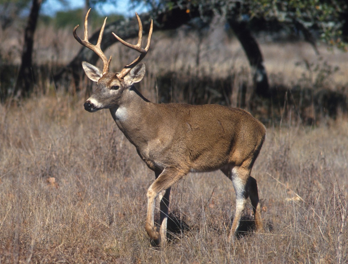 White-tailed deer. Photo shared on Wikipedia by Scott Bauer.