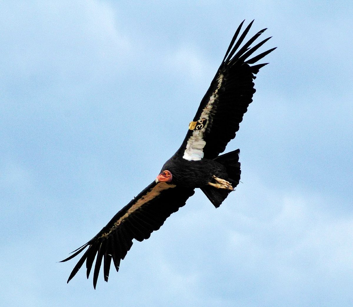 California condor. Photo shared on Wikipedia by Don Graham.