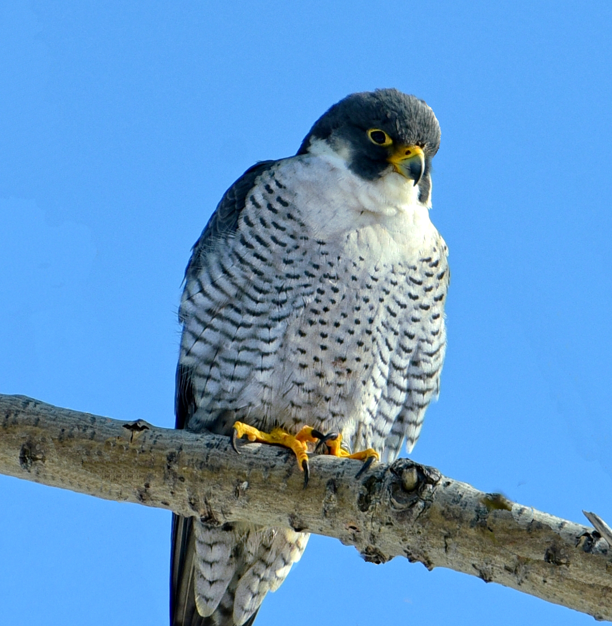 Male peregrine falcon in Humber Bay Park West in Toronto. Photo shared on Wikipedia by Mykola Swarnyk.