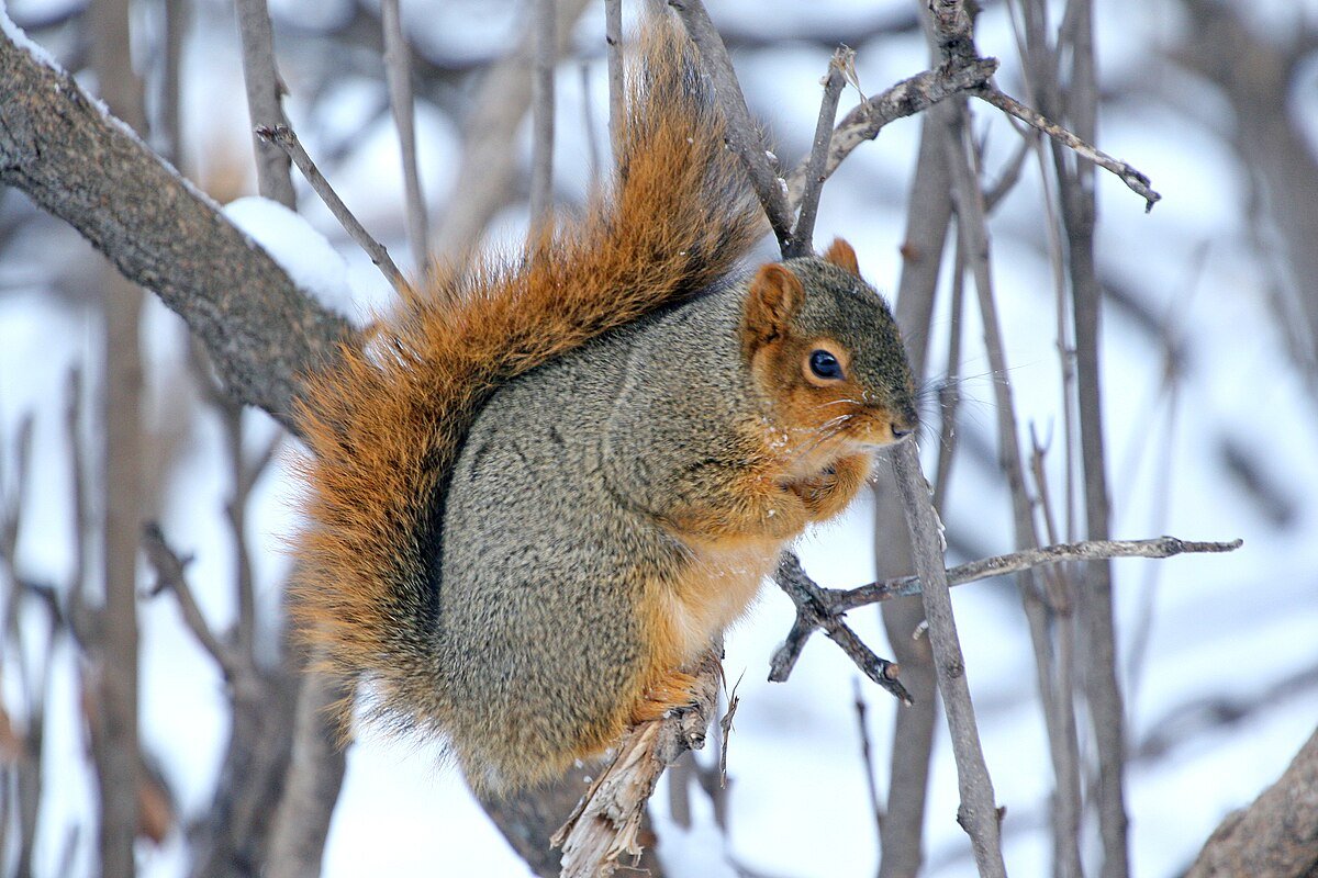 Fox Squirrel sitting on a tree branch. Photo shared to Wikipedia by USFWS Mountain-Prairie.
