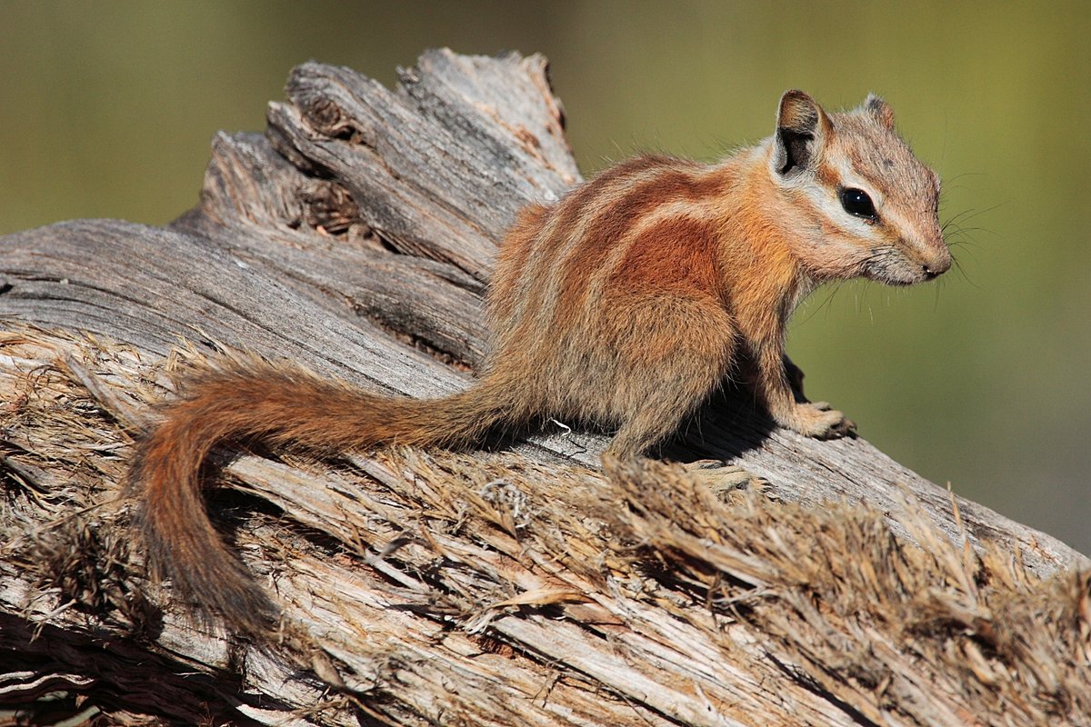 Hopi Chipmunk, Dead Horse State Park, Utah. Photo posted to Wikipedia by Mdf.