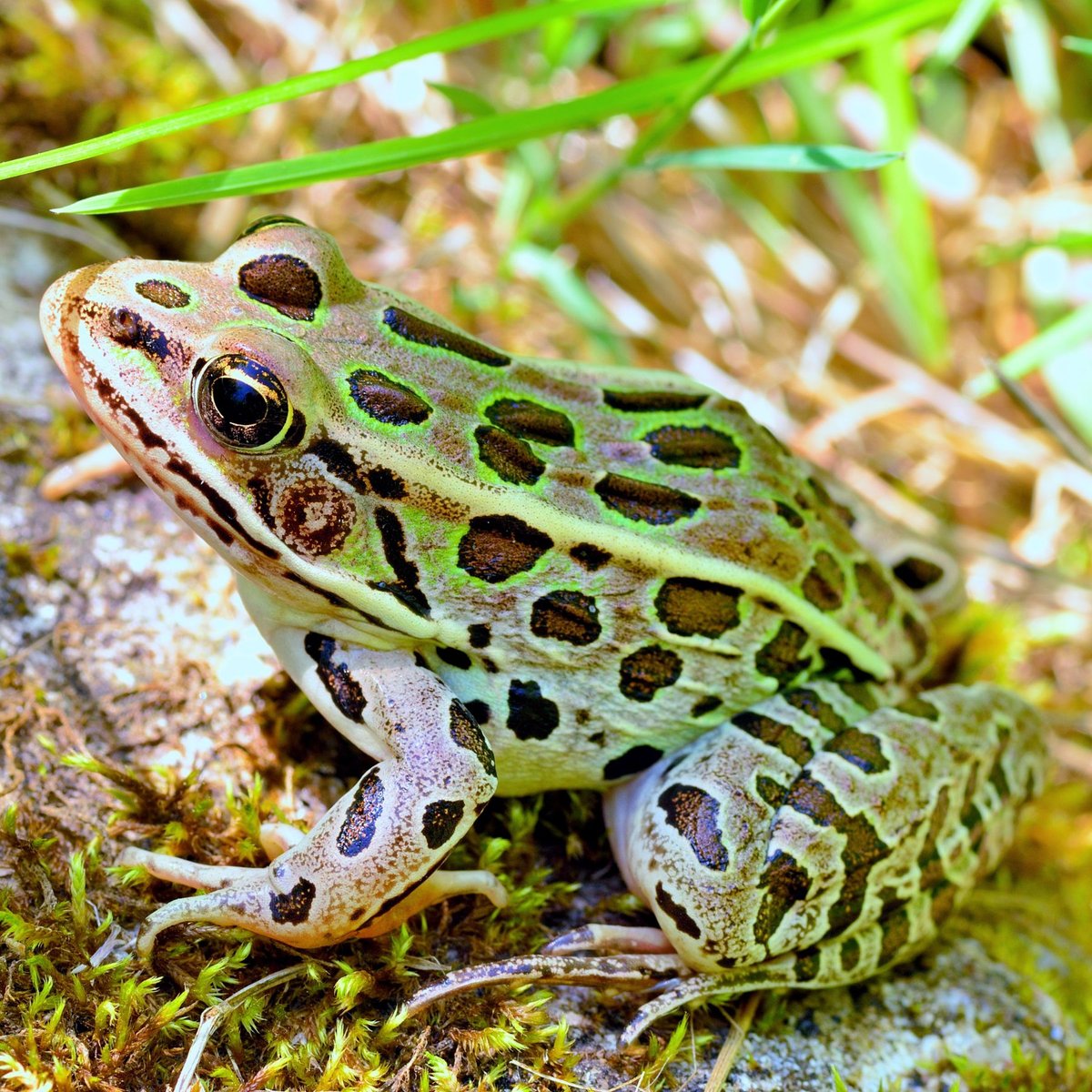 Northern leopard frog. Photo shared by Wonderlab Museum.