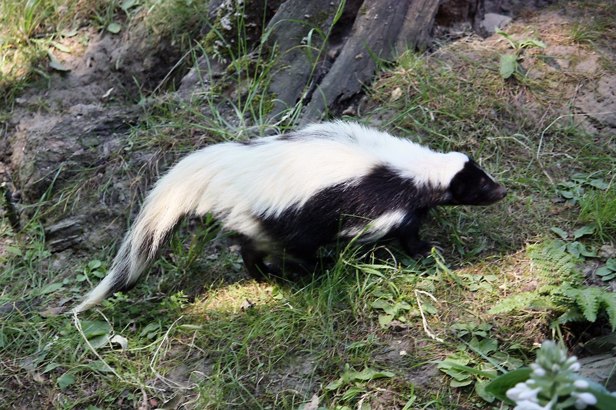 Hooded skunk. Photo shared on Wikipedia by Dmitrij Rodionov, DR.