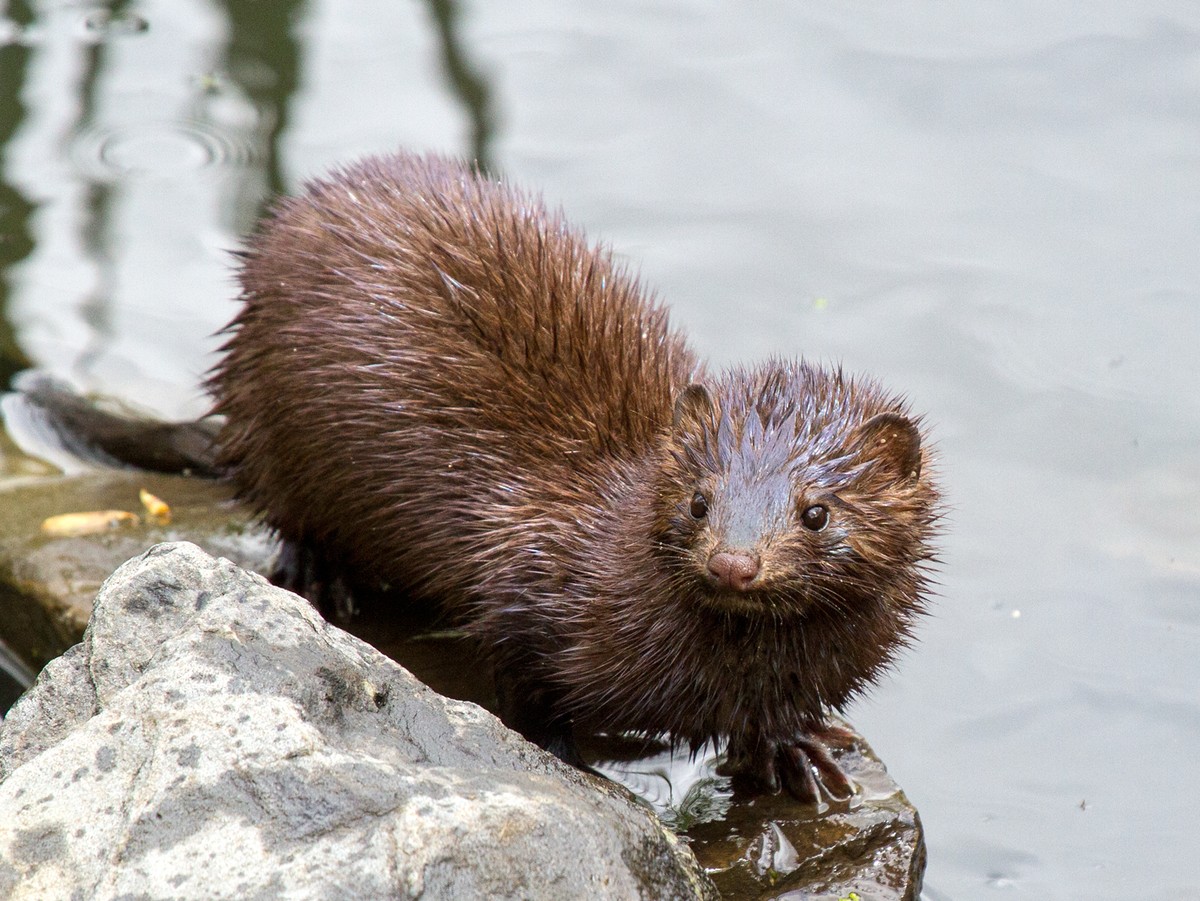An American Mink in Capisic Pond, Portland, ME. Photo shared on Wikipedia by Needsmoreritalin.