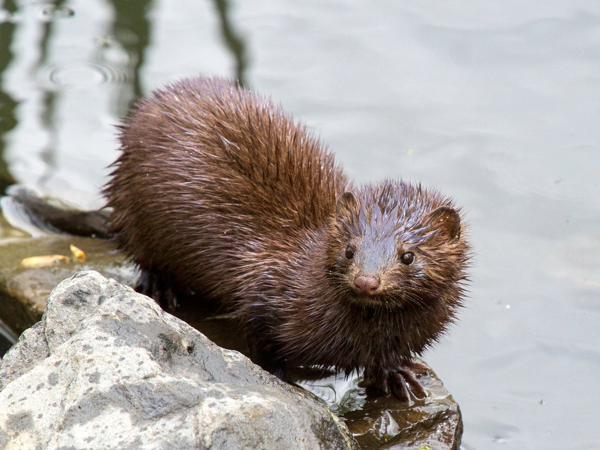 An American Mink in Capisic Pond, Portland, ME. Photo shared on Wikipedia by Needsmoreritalin.