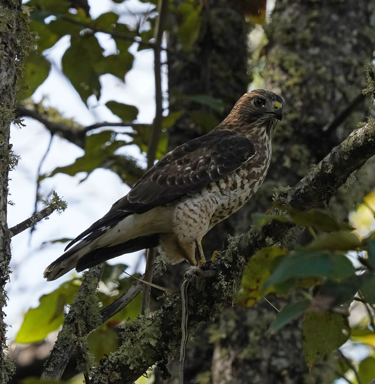 Broad-winged hawk with a snake at Pine Island State Forest, MN. Photo shared on Wikipedia by U.S. Fish and Wildlife Service - Midwest Region.