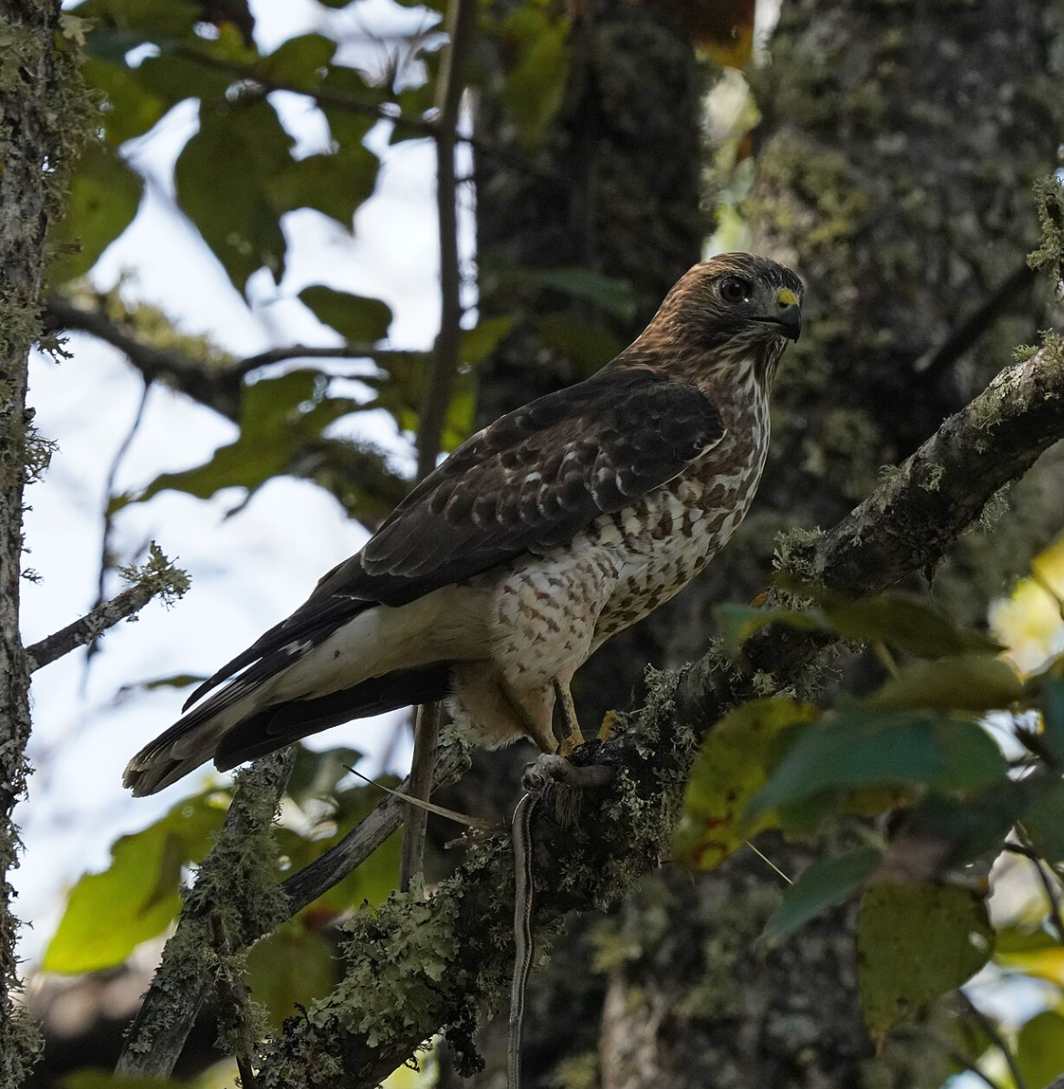 Broad-winged hawk with a snake at Pine Island State Forest, MN. Photo shared on Wikipedia by U.S. Fish and Wildlife Service - Midwest Region.