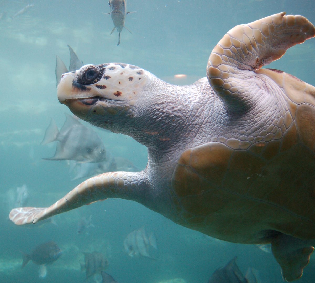 Underside of a loggerhead sea turtle as it swims overhead. Photo shared on Wikipedia by ukanda.