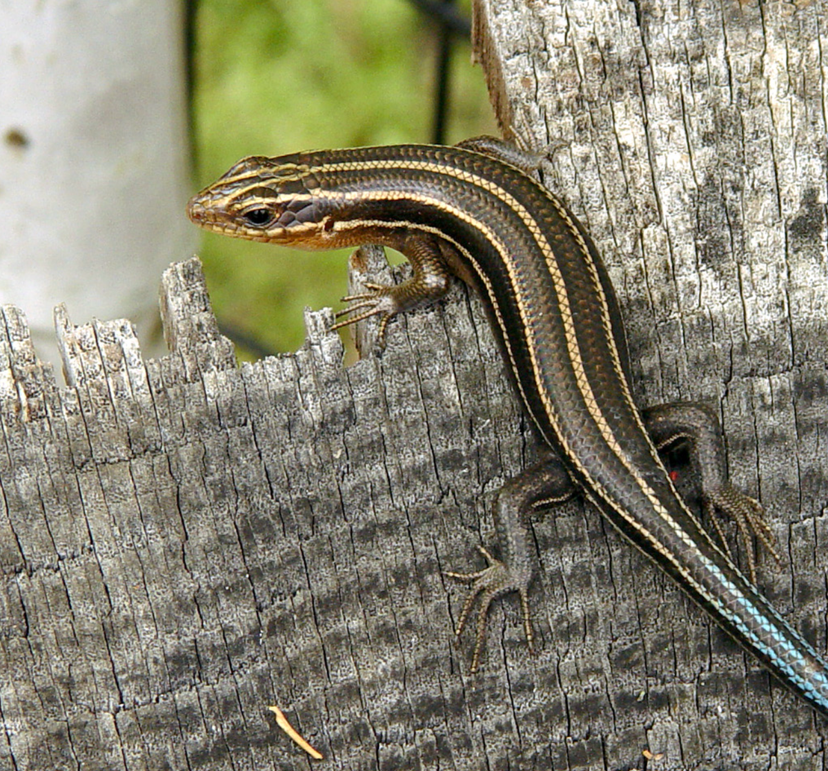 Subadult with partly regrown tail pictured in parkland in Memphis, TN. Photo shared on Wikipedia by ThegreenJ.