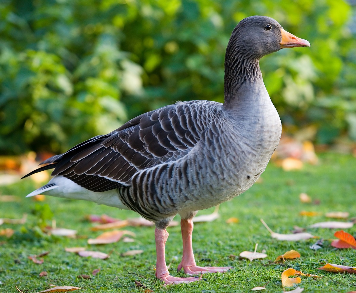 Greylag goose in St James's Park, London, England. Photo shared on Wikipedia by Diliff.