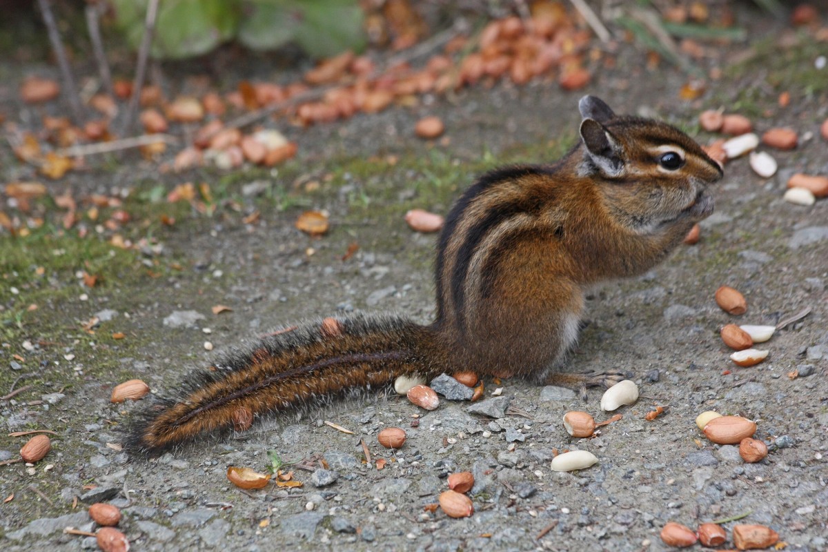 Townsend's Chipmunk, Loop Road, Washington Park. Photo posted to Wikipedia by Walter Siegmund.