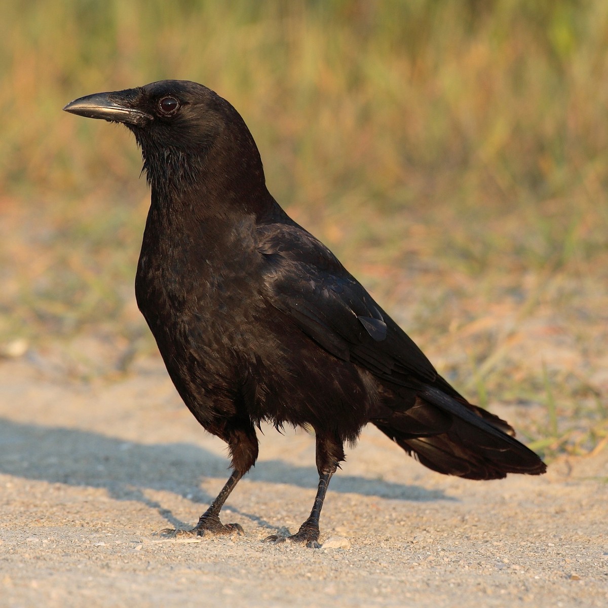 American crow. Photo shared on Wikipedia, photographer unknown.