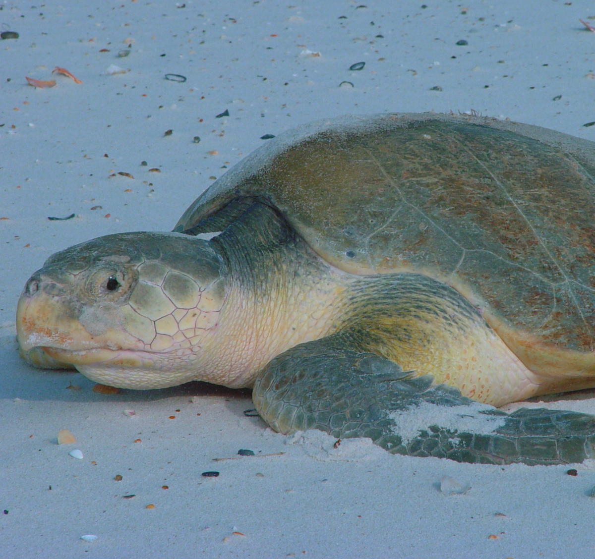 Kemp's ridley sea turtle on beach in Bon Secour, Alabama. Photo shared on Wikipedia by U.S. Fish and Wildlife Service Southeast Region.
