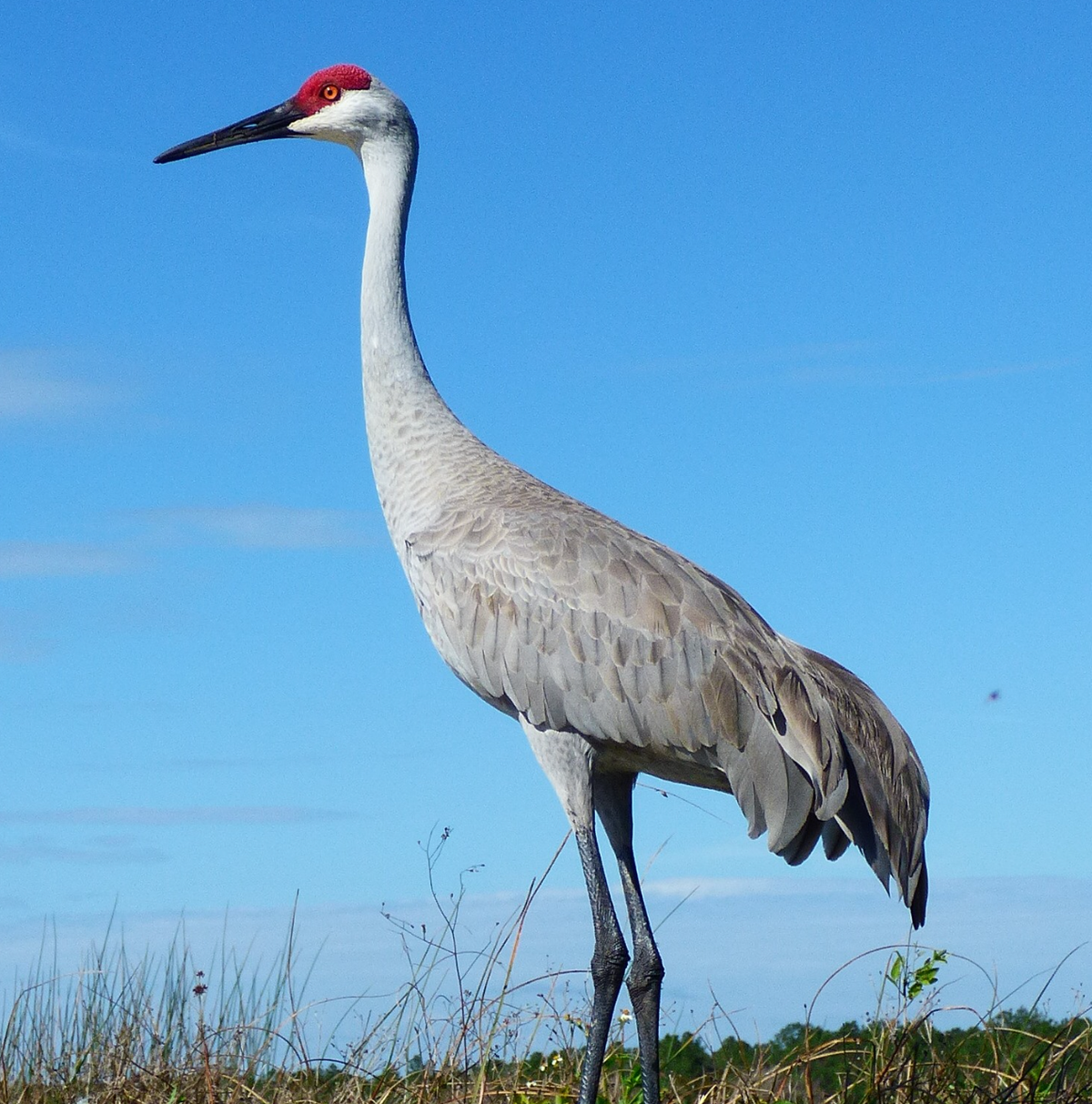 Sandhill crane. Photo shared on Wikipedia by JeffreyGammon.
