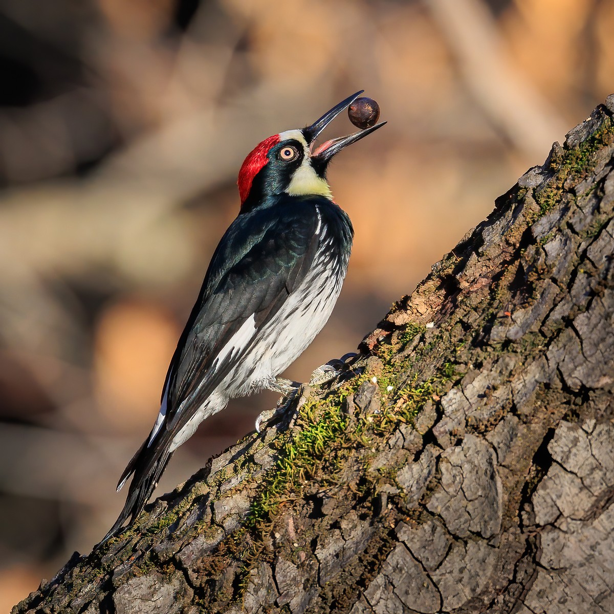 Acorn woodpecker holding a nut in its beak on the campus of California State University, Chico. Photo shared on Wikipedia by Frank Schulenburg.