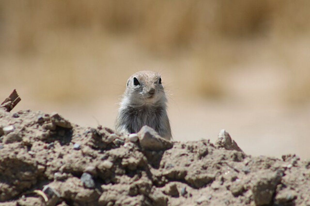 Mohave Ground Squirrel. Photo by Henrik Kibak.