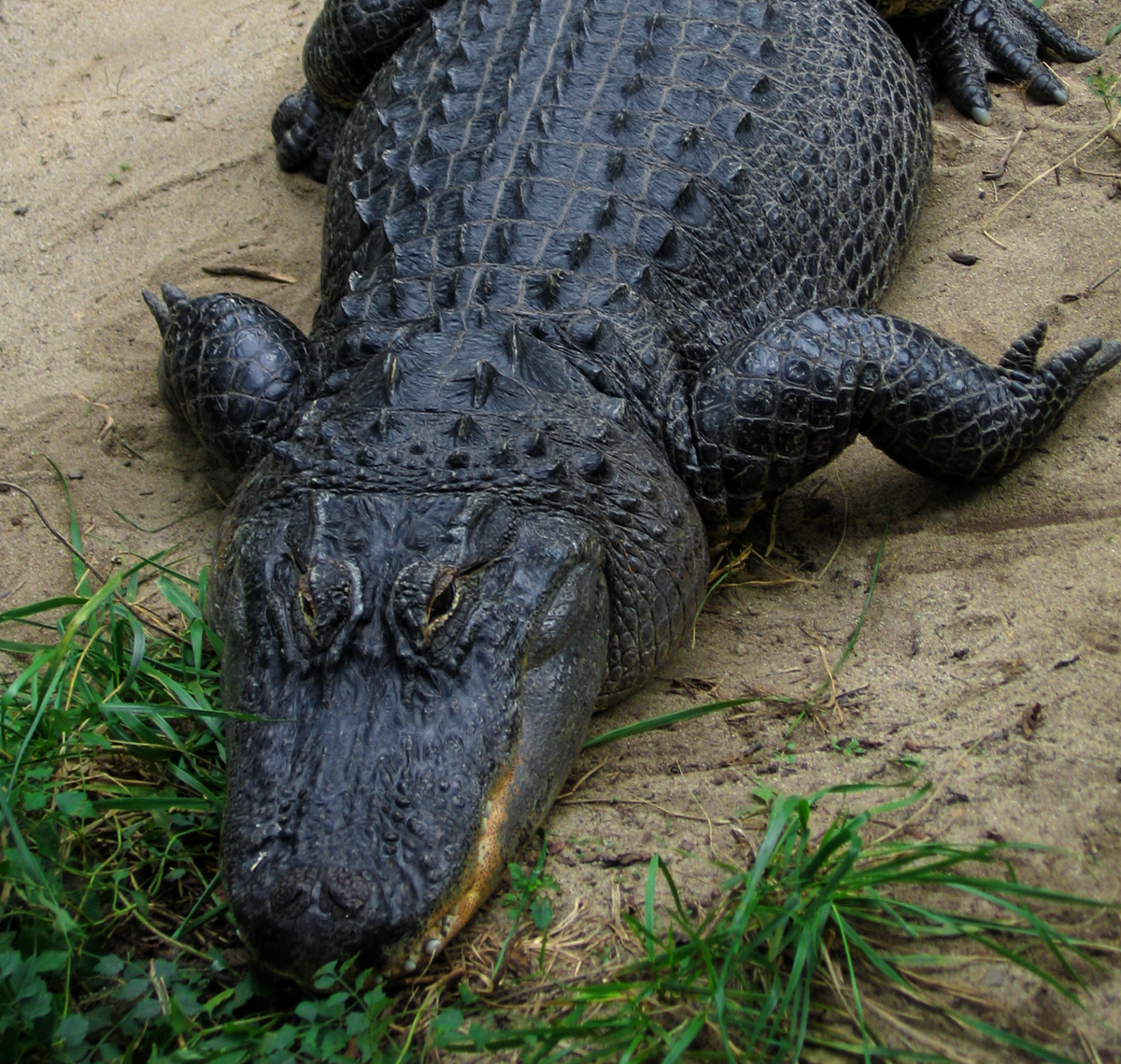 An American Alligator in captivity at the Columbus Zoo, Powell, Ohio. Photo shared on Wikipedia by Postdlf.