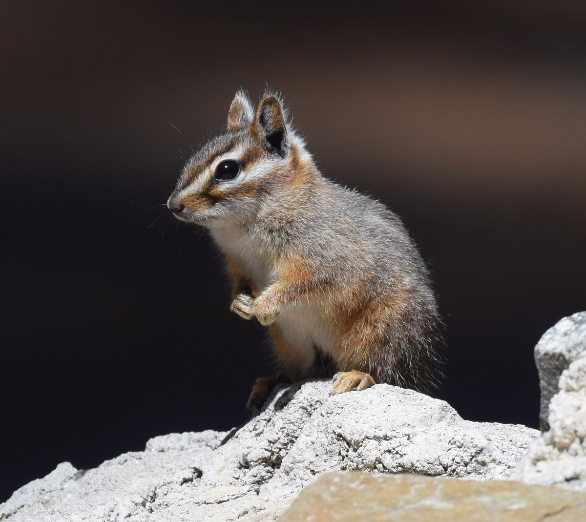 Cliff Chipmunk. Photo posted to Wikipedia by Andy Reago & Chrissy McClarren.