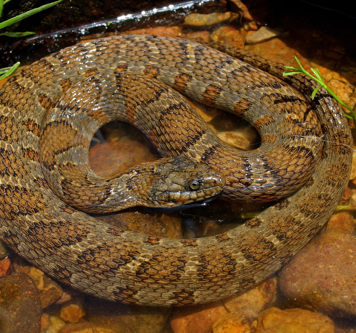 Midland water snake, Missouri. Photo shared on Wikipedia by Peter Paplanus.