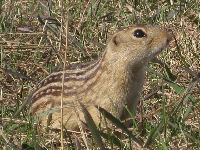 Thirteen-lined ground squirrel. Photo by Laetitia C.