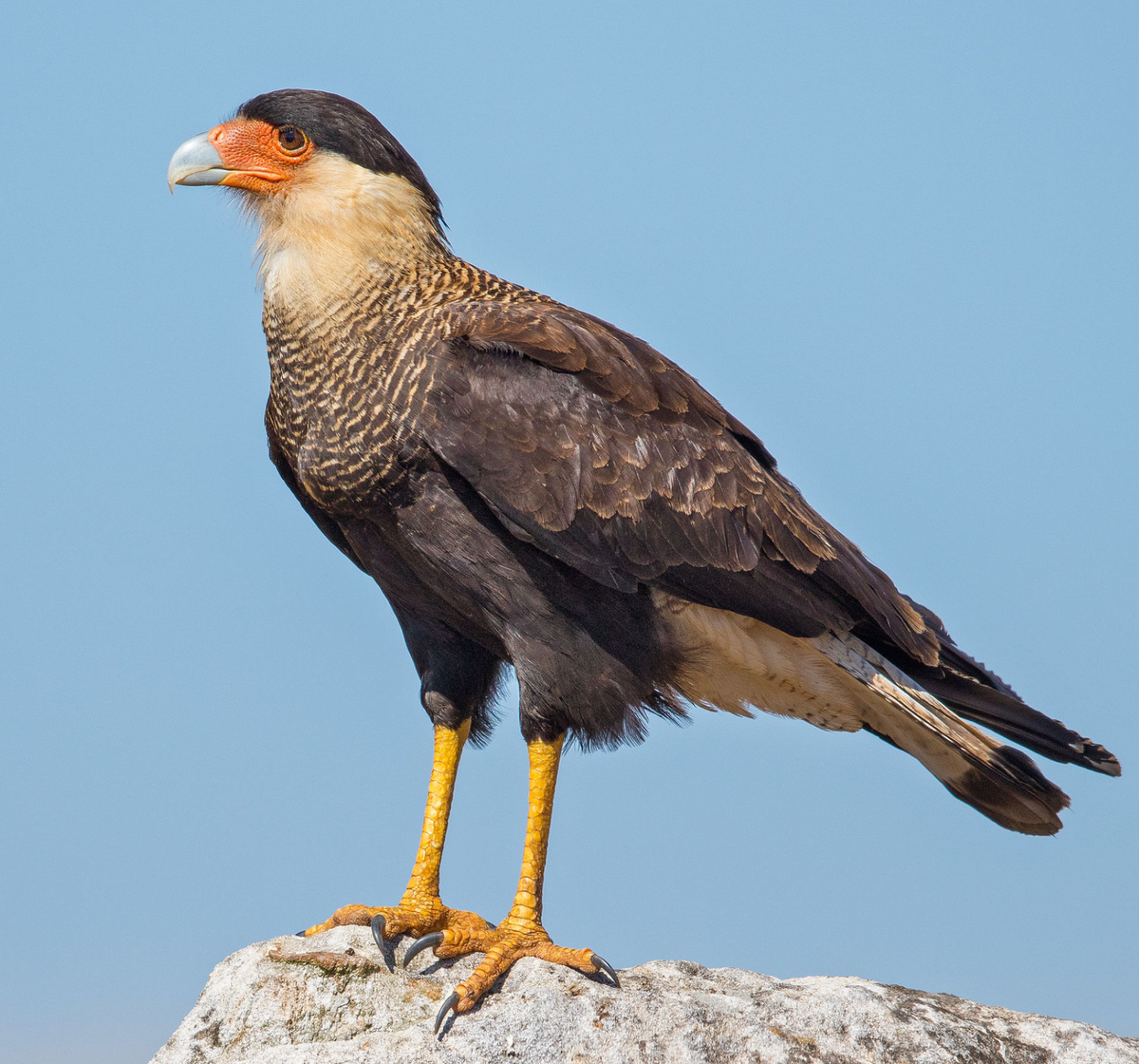 Southern crested caracara. Photo shared on Wikipedia by Andreas Trepte.