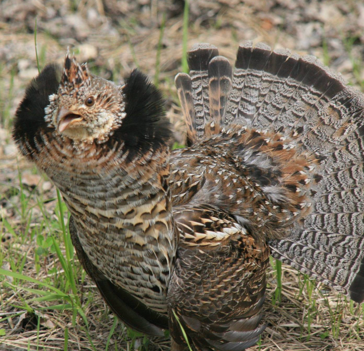 Ruffed grouse at Seney National Wildlife Refuge in Michigan. Photo shared on Wikipedia by USFWSmidwest.