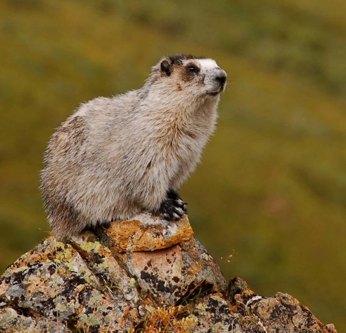 Hoary Marmot at Denali National Park and Preserve. Photo posted to Wikipedia by Eemeli Haverinen.