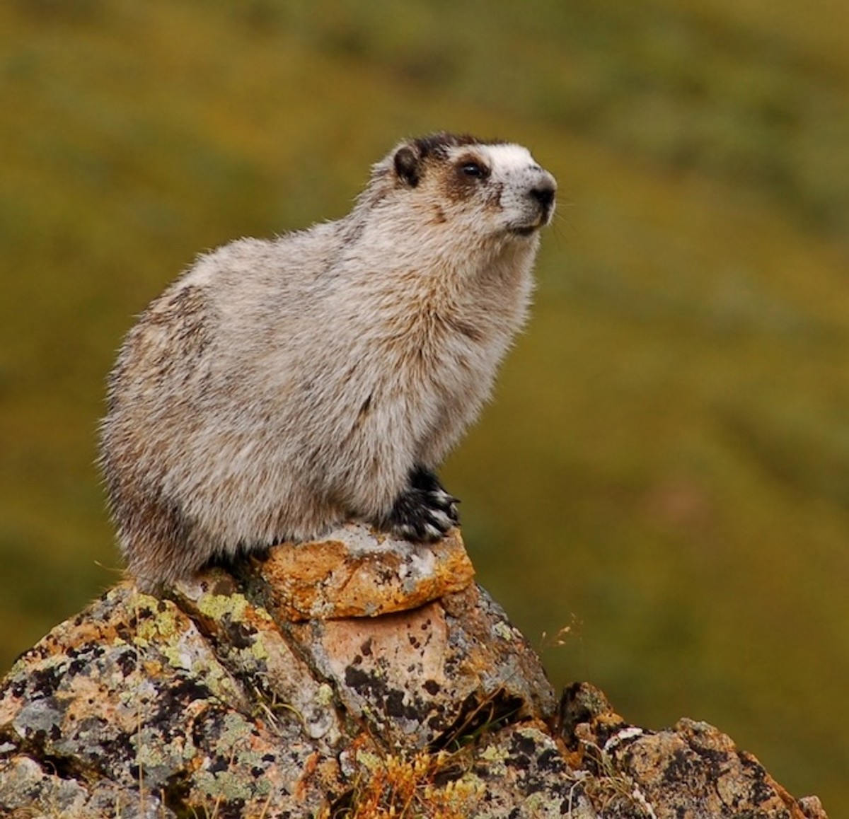 Hoary Marmot at Denali National Park and Preserve. Photo posted to Wikipedia by Eemeli Haverinen.