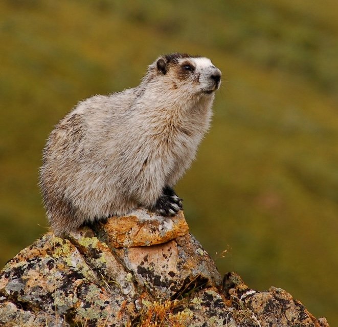 Hoary Marmot at Denali National Park and Preserve. Photo posted to Wikipedia by Eemeli Haverinen.