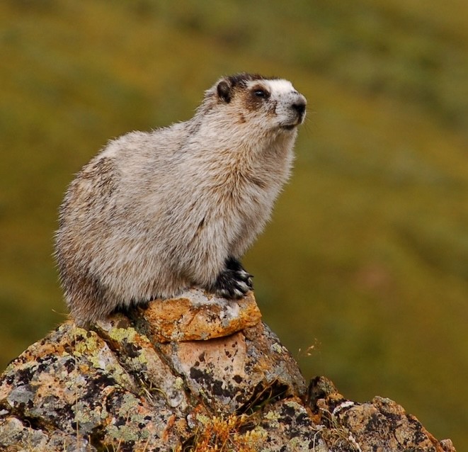 Hoary Marmot at Denali National Park and Preserve. Photo posted to Wikipedia by Eemeli Haverinen.