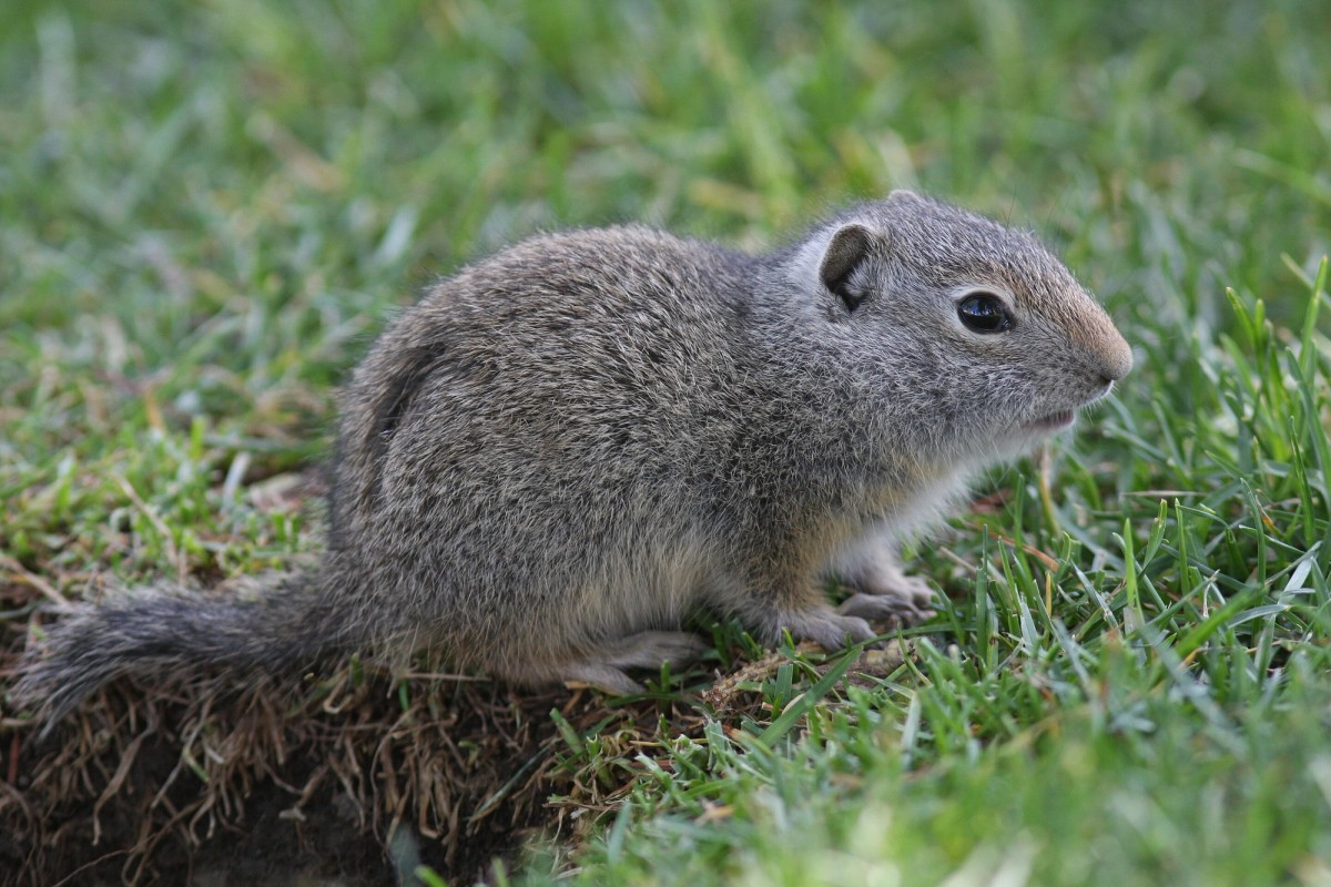 An Uinta ground squirrel, spotted in Jackson, WY, town square. Photo posted to Wikipedia by Raggatt2000.