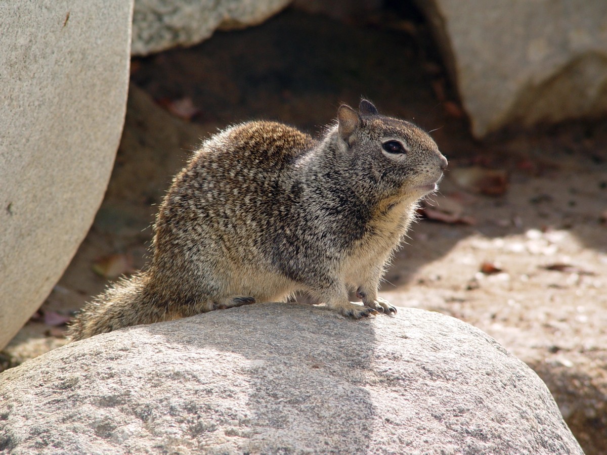 California Ground Squirrel, taken in Thousand Oaks, California. Posted to Wikipedia by Holly Cheng.