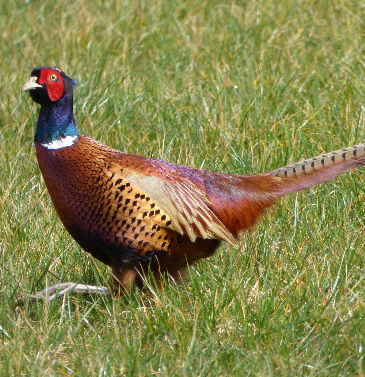 Ring-necked pheasant. Photo shared on Wikipedia by Peter O'Connor aka anemoneprojectors.