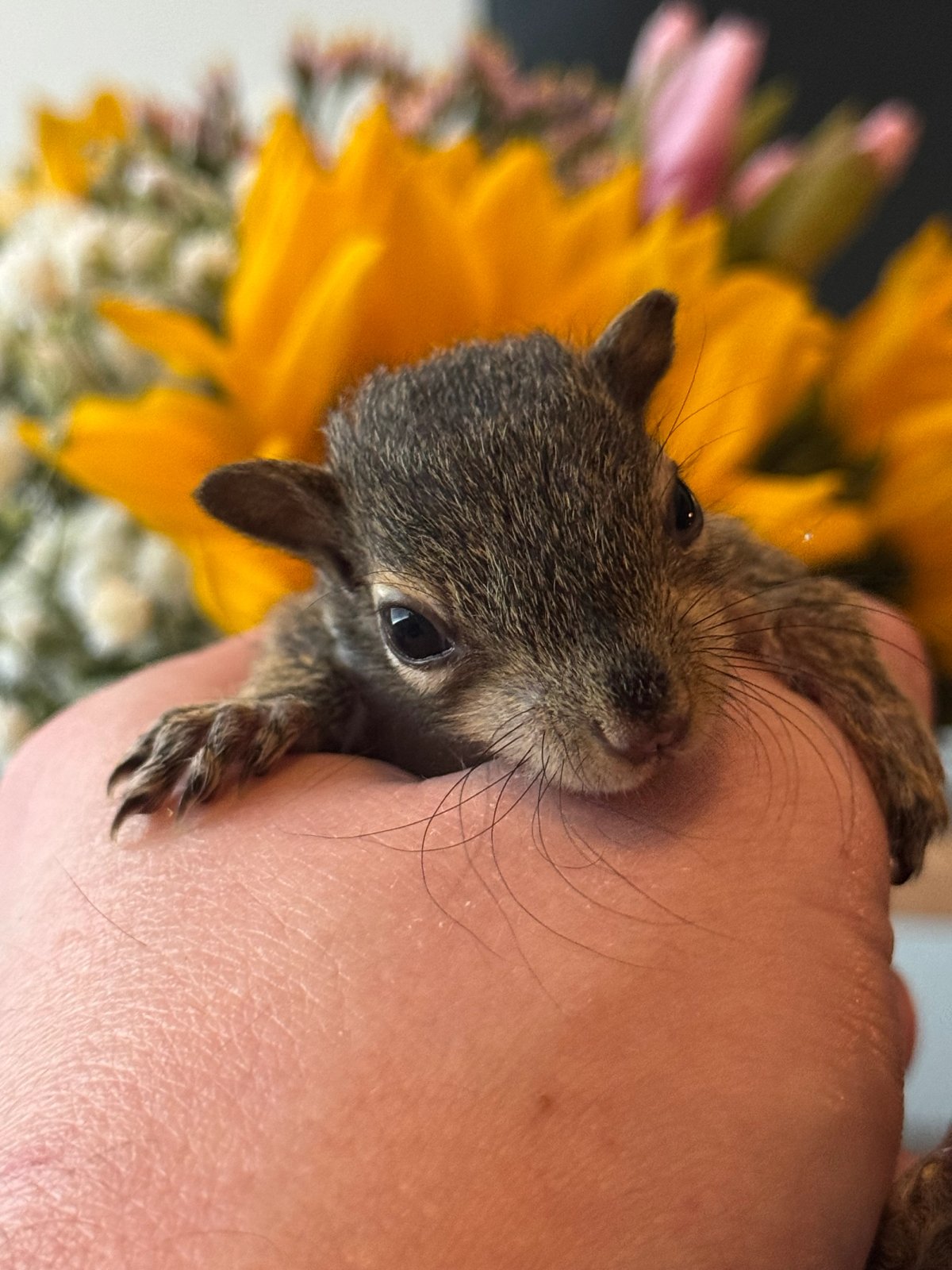Dwarf squirrel around 9 weeks old