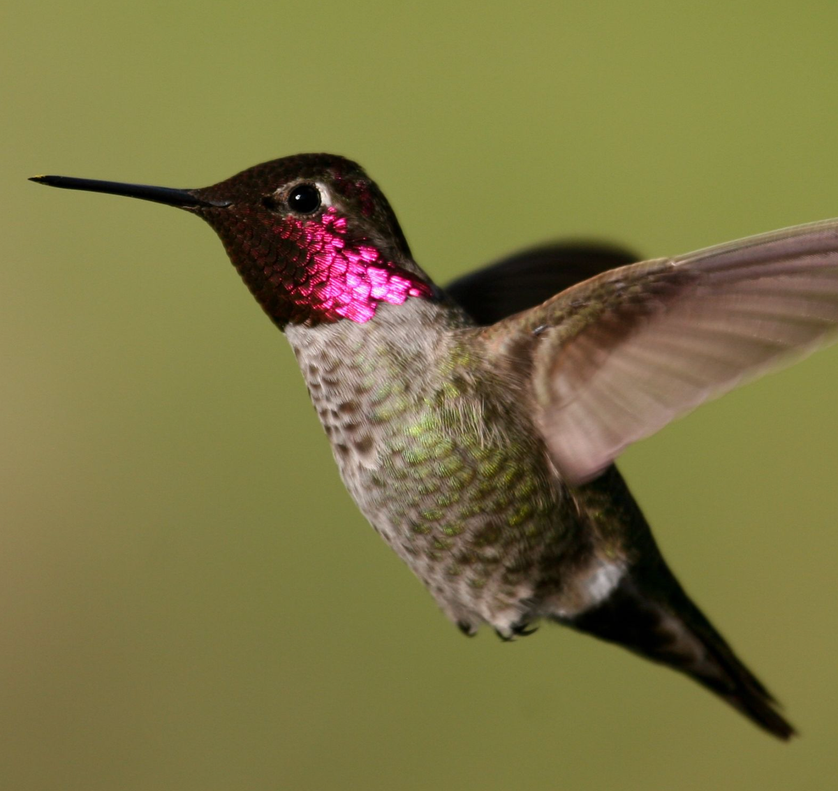 Anna's Hummingbird. Photo shared on Wikipedia by Robert McMorran.