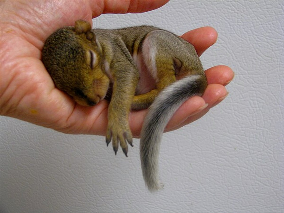 Baby squirrel sleeping in hand