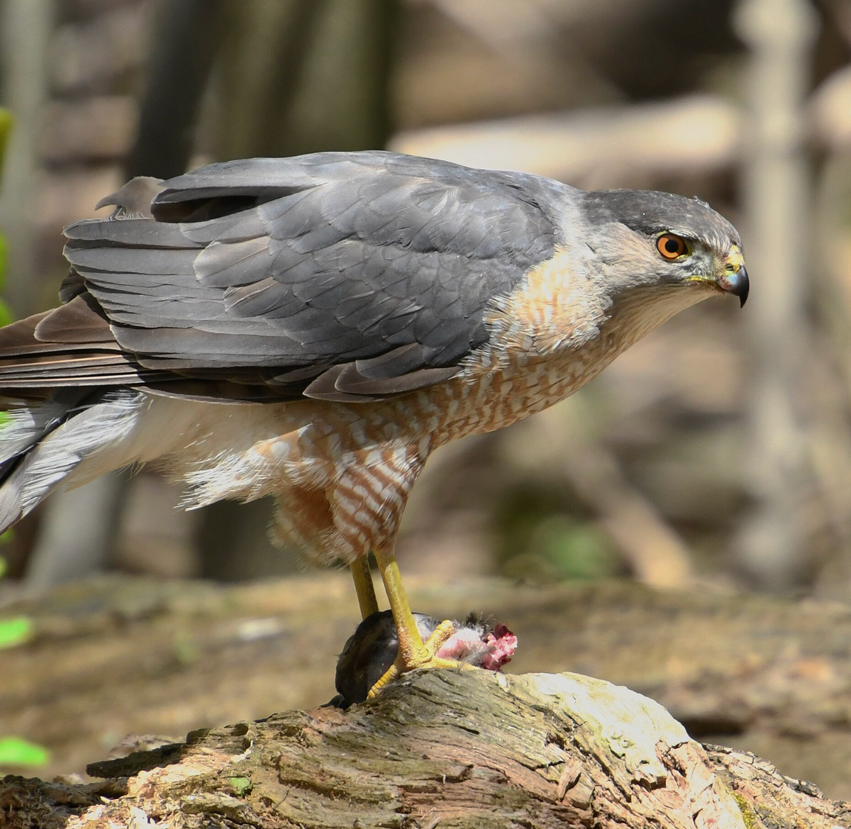 A male Cooper's hawk with prey at Colonel Samuel Smith Park in Toronto. Photo shared on Wikipedia by Mykola Swarnyk.