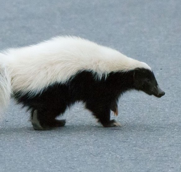American hog-nosed skunk. Photo shared on iNaturalist (c) Gordon Karre.