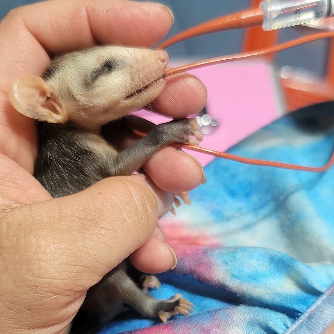 Baby opossum tube feeding