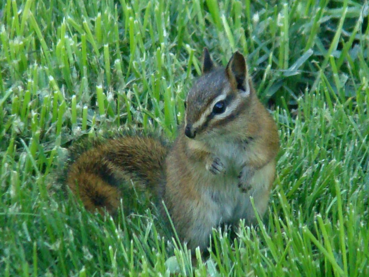 Red-tailed Chipmunk in grass. Photo posted to Wikipedia by Terry Gray.