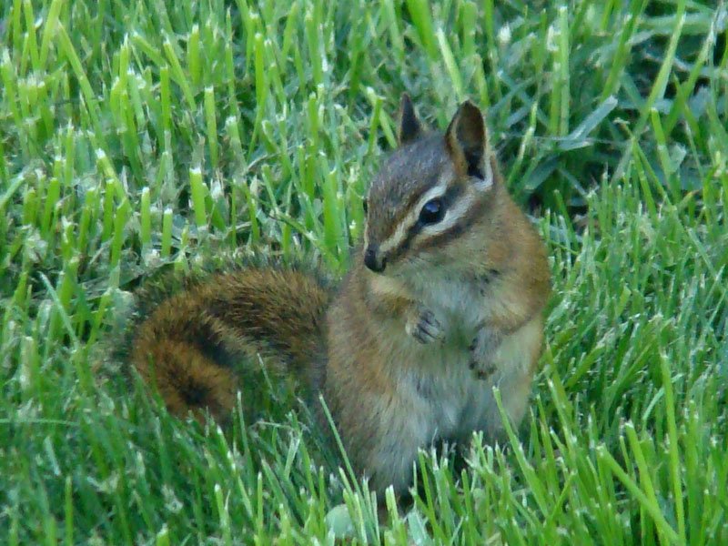 Red-tailed Chipmunk in grass. Photo posted to Wikipedia by Terry Gray.