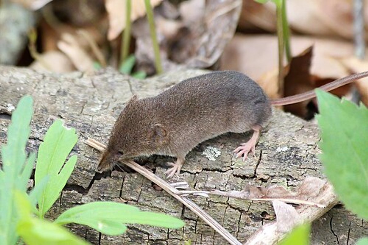 Masked shrew. Photo shared on Wikipedia, photographer unknown.