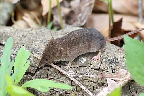 Masked shrew. Photo shared on Wikipedia, photographer unknown.