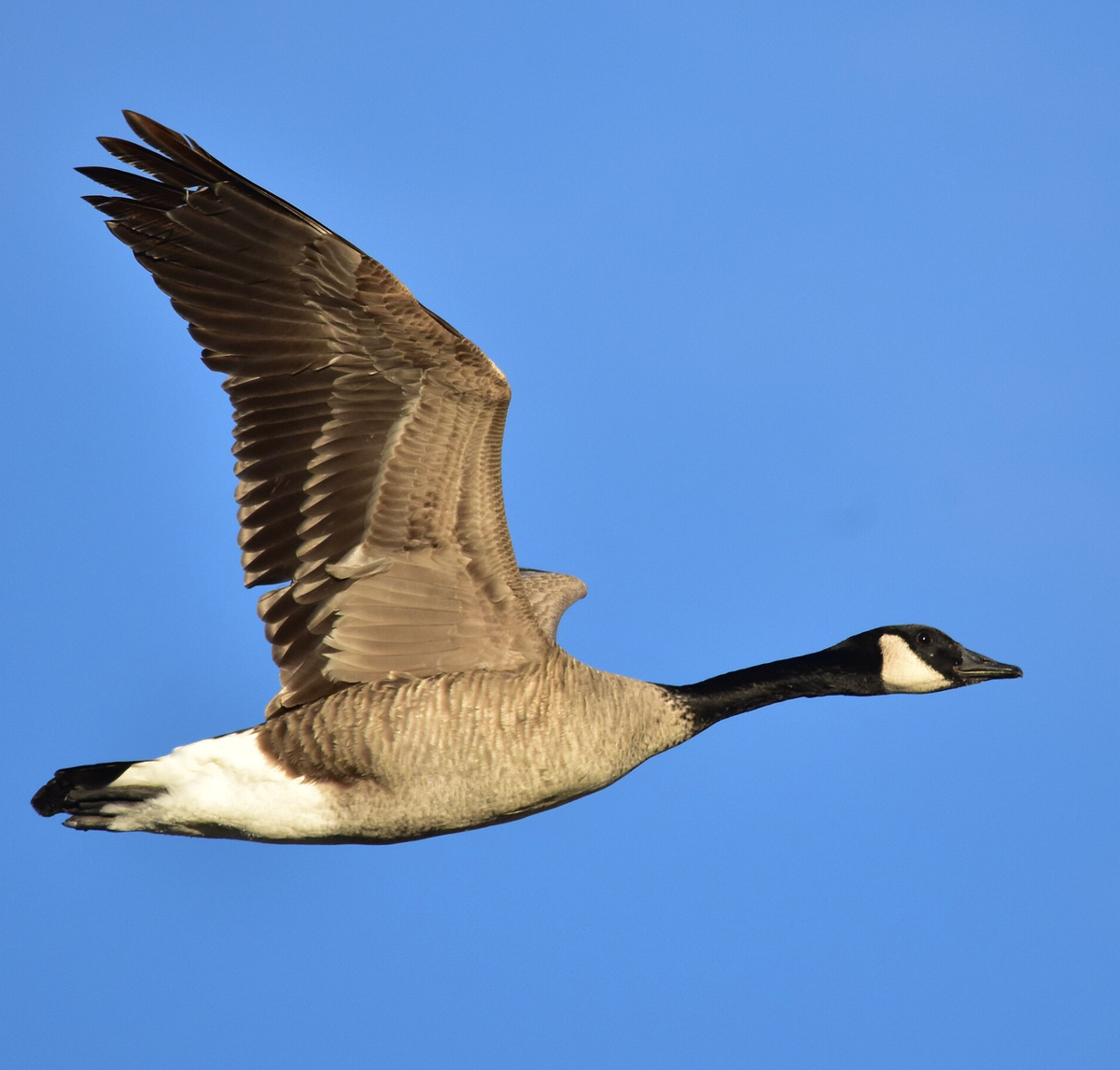 Canada goose in flight. Photo shared on Wikipedia by Tom Koerner/USFWS.