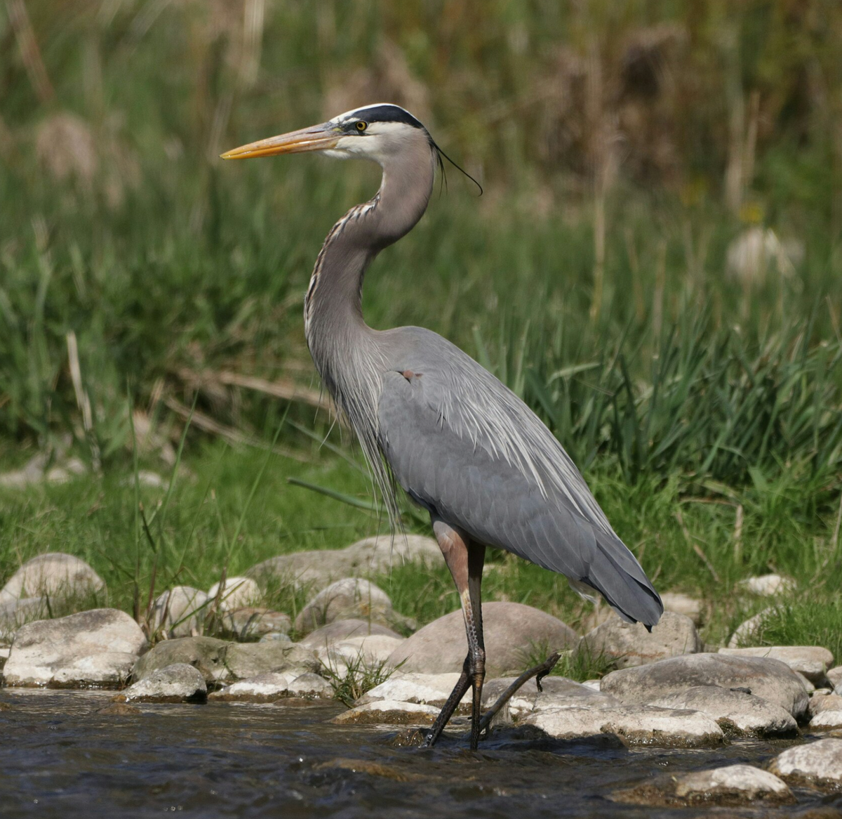 A great blue heron waits in a small river. Photo shared on Wikipedia by DallasPenner.