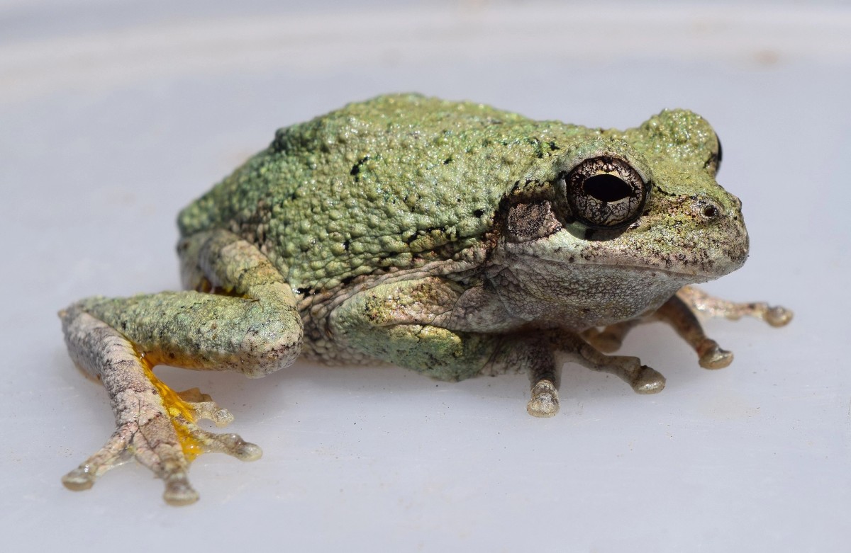 An adult Cope's gray treefrog at the University of Mississippi Field Station in May 2016. Photo shared on Wikipedia by Fredlyfish4.