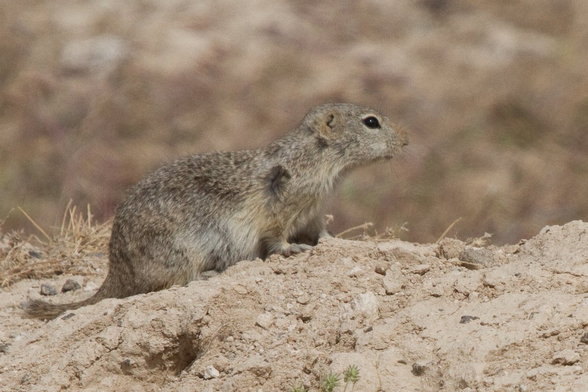 Plute Ground Squirrel. Photo posted to Wikipedia with caption iNaturalist user: daver.