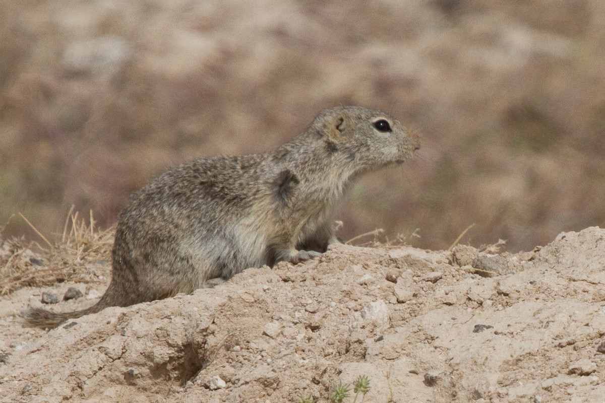 Plute Ground Squirrel. Photo posted to Wikipedia with caption iNaturalist user: daver.